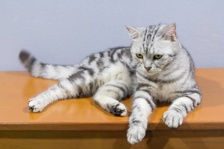 Photo American Shorthair