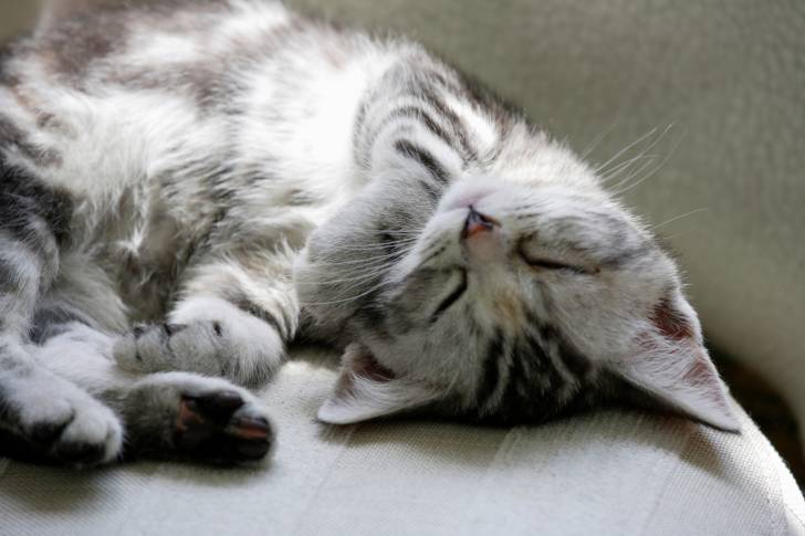 Photo American Shorthair
