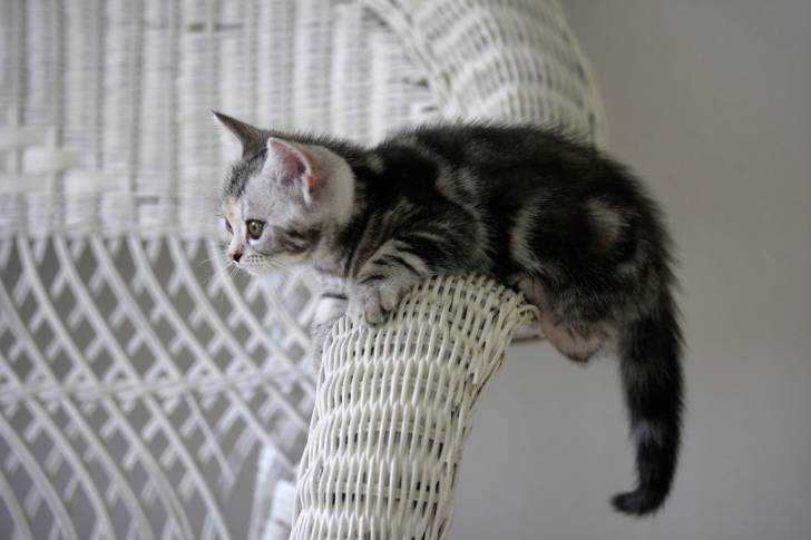 Photo American Shorthair