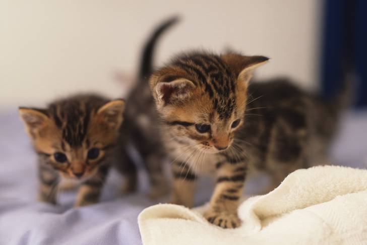 Photo American Shorthair