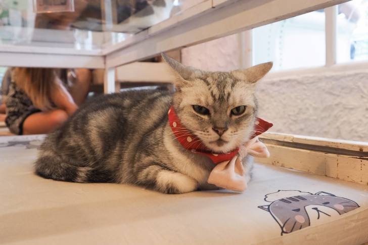 Photo American Shorthair