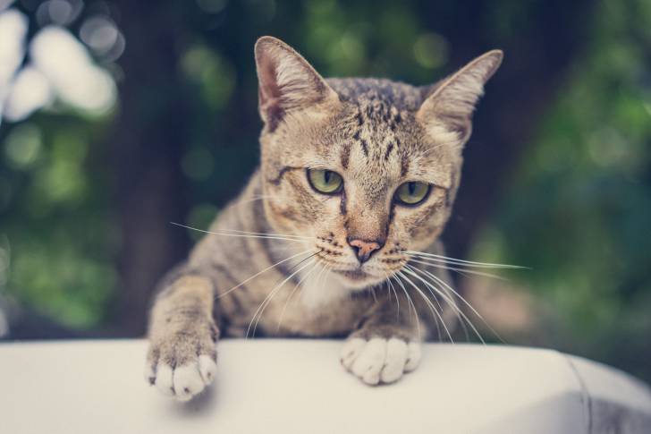Photo American Shorthair