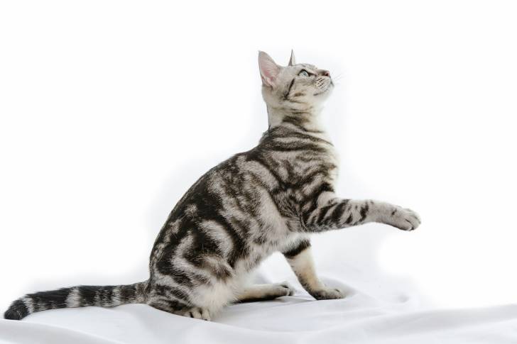 Photo American Shorthair