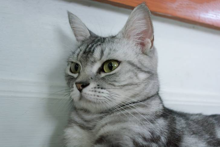 Photo American Shorthair