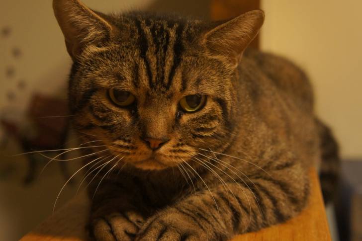 Photo American Shorthair