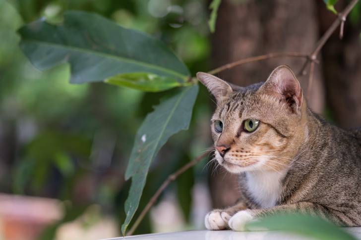 Photo American Shorthair