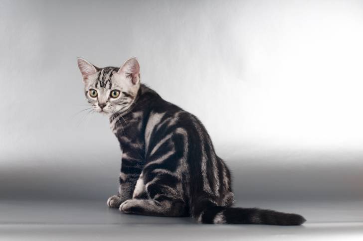 Photo American Shorthair