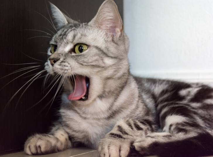 Photo American Shorthair