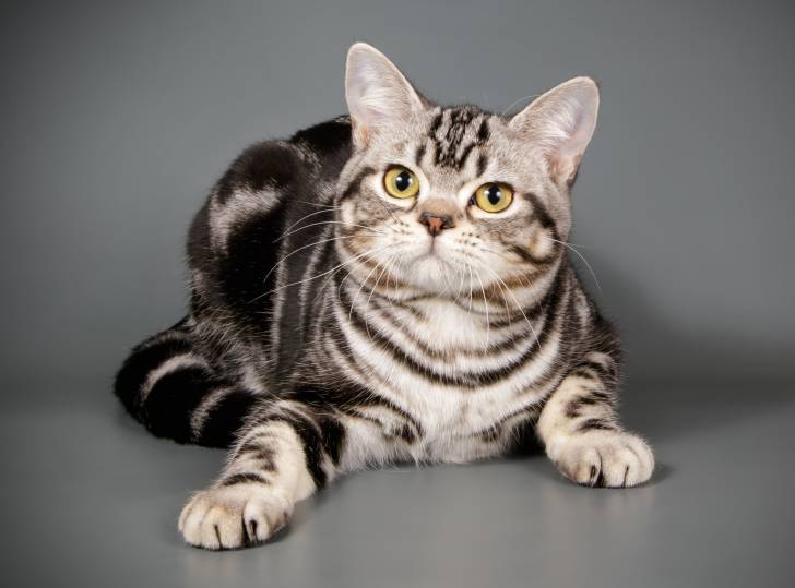 Photo American Shorthair