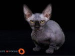 Mystiquecats AZALIA - Bambino