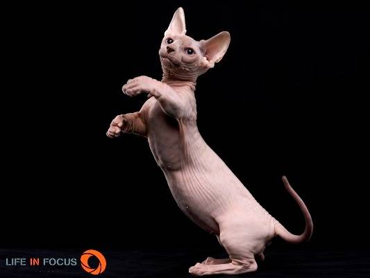 Mystiquecats Pandora - Bambino