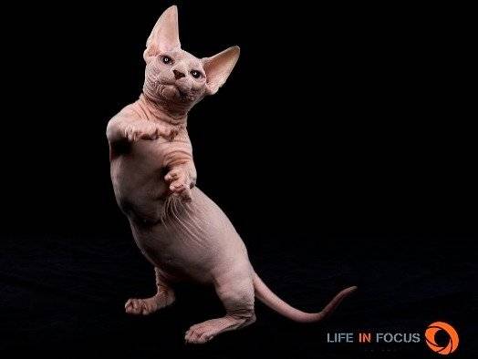 Mystiquecats Pandora - Bambino