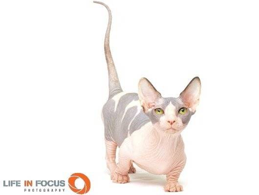 Mystiquecats Mosaïque - Bambino