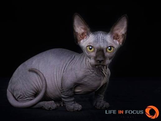 Mystiquecats AZALIA - Bambino