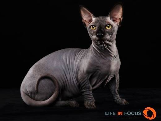 Mystiquecats Black Magic - Bambino Mâle