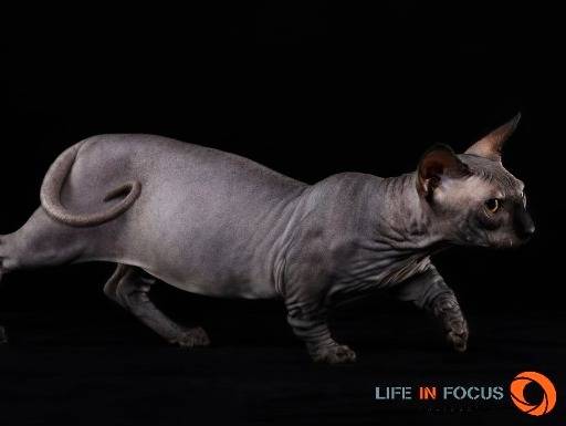 Mystiquecats Black Magic - Bambino M&acirc;le