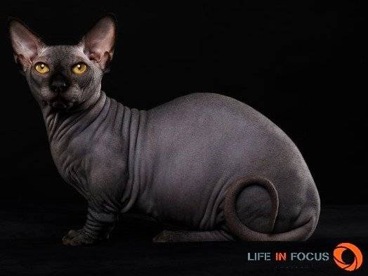 Mystiquecats Black Magic - Bambino Mâle