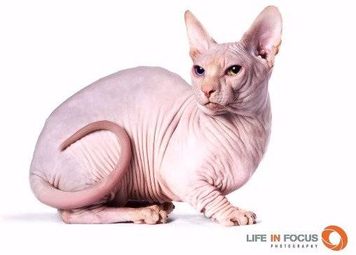 Bambinosphynx Naustradamus - Bambino Mâle