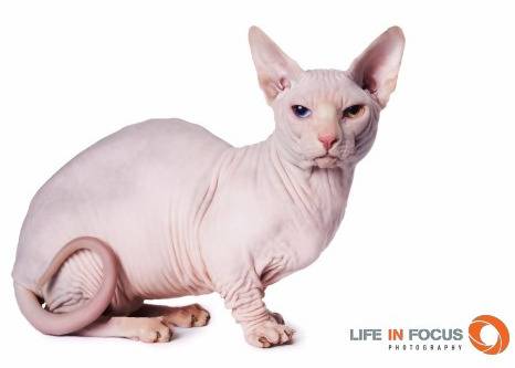 Bambinosphynx Naustradamus - Bambino Mâle