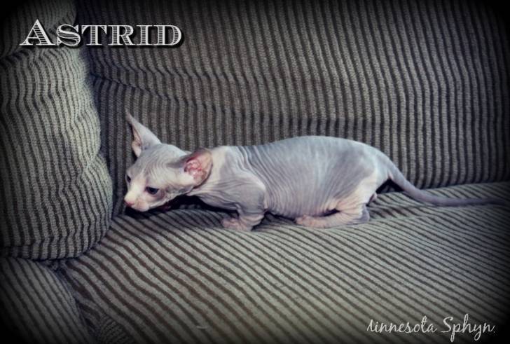 Astrid - Bambino