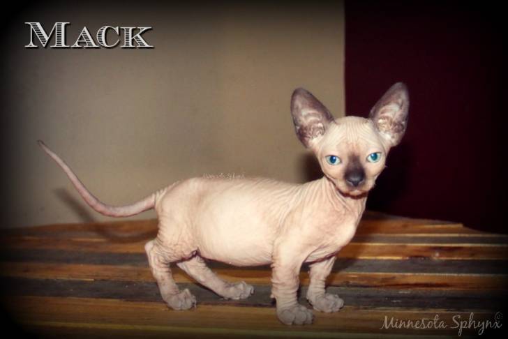 Mack - Bambino