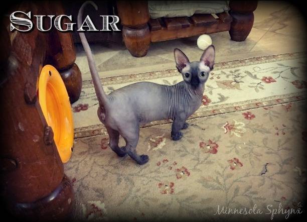 Sugar - Bambino