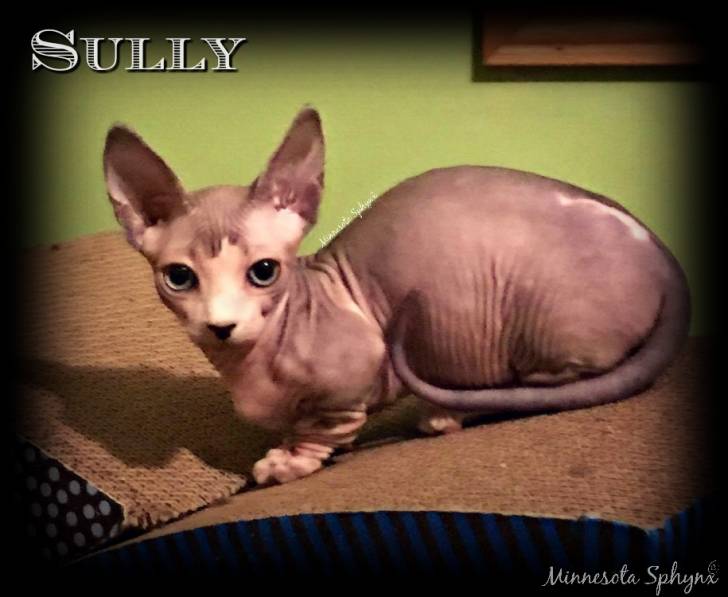 Sully - Bambino