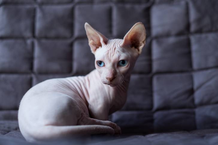 Photo Bambino
