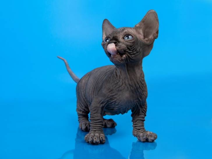 Olivier - Bambino M&acirc;le