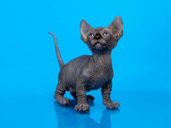 Olivier - Bambino M&acirc;le