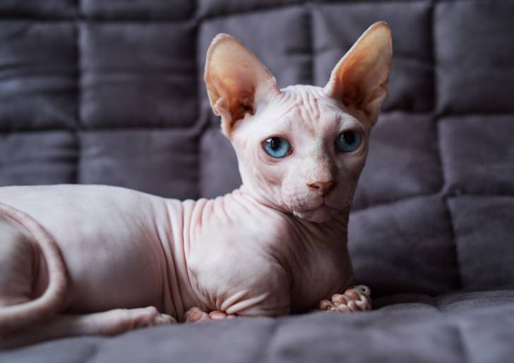 Un Bambino aux yeux bleus allongé sur un canapé