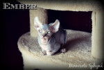 Ember - Elf-Cat