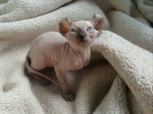 Photo Elf-Cat