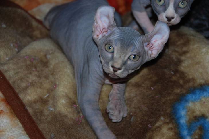 Photo Elf-Cat