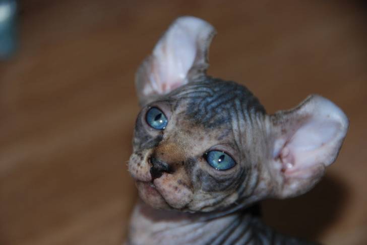 Photo Elf-Cat
