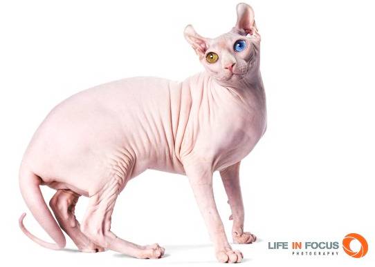Arc-En-Ciel - Elf-Cat