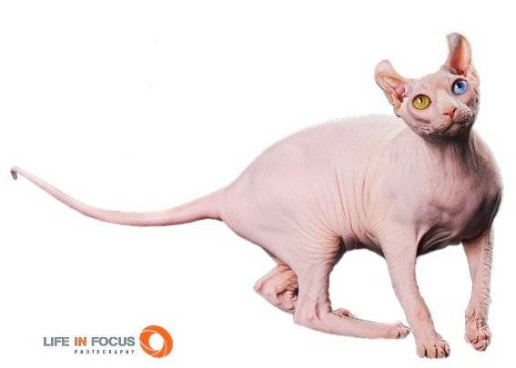 Arc-En-Ciel - Elf-Cat