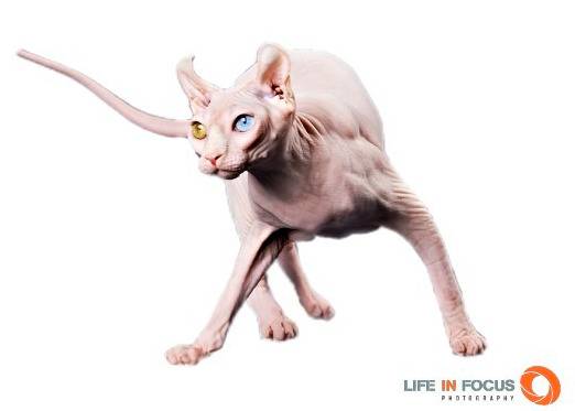 Arc-En-Ciel - Elf-Cat