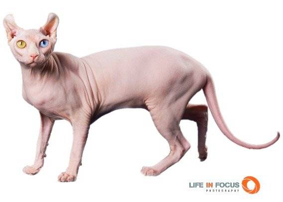 Arc-En-Ciel - Elf-Cat