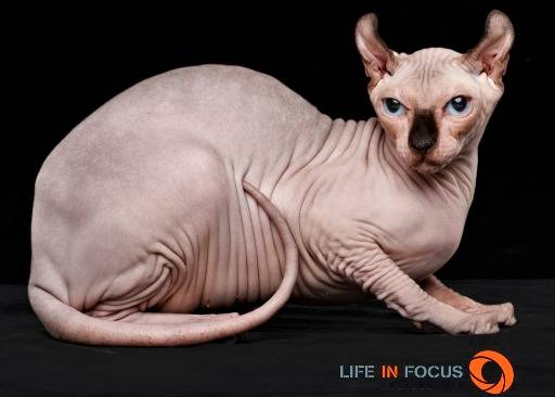 Mystiquecats F&eacute;e-Clochette - Elf-Cat