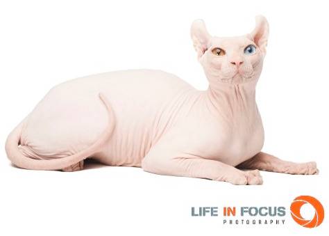 Mystiquecats Joker - Elf-Cat Mâle