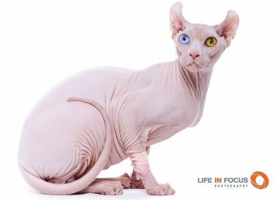Mystiquecats Dragon - Elf-Cat Mâle