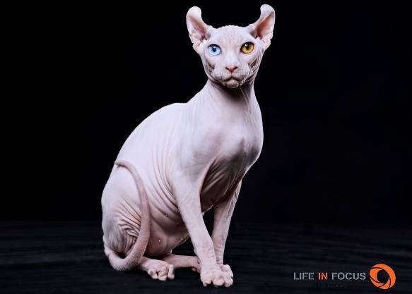 Mystiquecats Dragon - Elf-Cat M&acirc;le