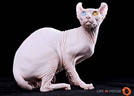 Mystiquecats Dragon - Elf-Cat Mâle
