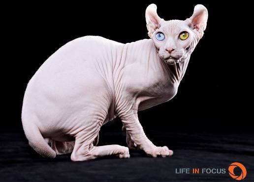 Mystiquecats Dragon - Elf-Cat Mâle