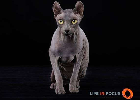 Mystiquecats Pixelle - Elf-Cat