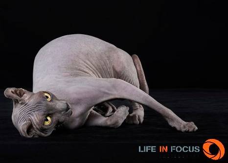 Mystiquecats Pixelle - Elf-Cat