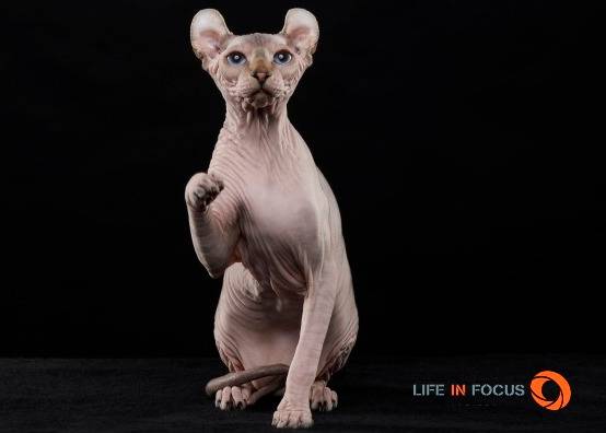 Mystiquecats Jungle - Elf-Cat M&acirc;le