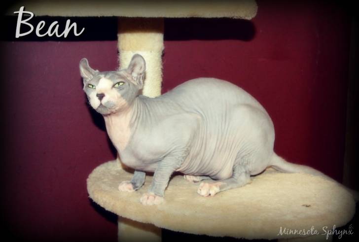 Bean - Elf-Cat
