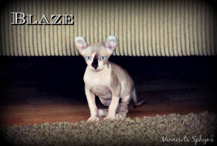 Blaze - Elf-Cat